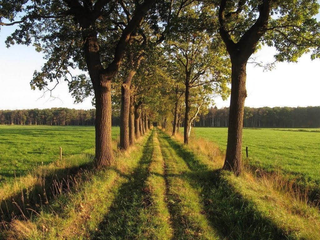 Ferienwohnung Stal Zwartschaap Stuifzand Zimmer foto