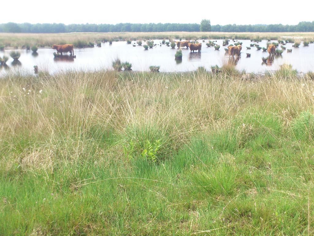Ferienwohnung Stal Zwartschaap Stuifzand Exterior foto